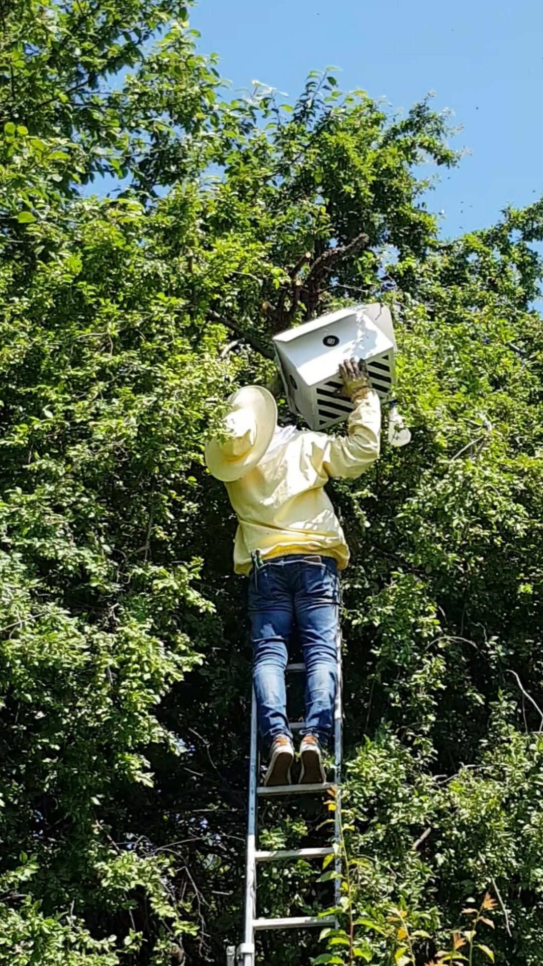 Einfangen eines Bienenschwarms